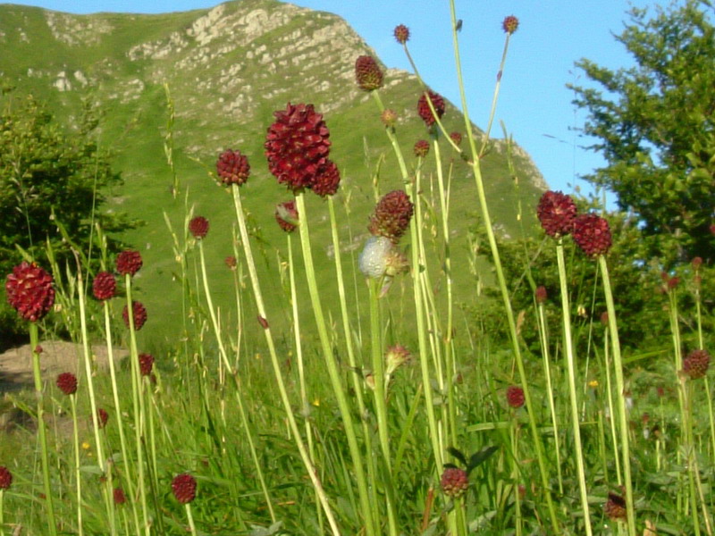 Sanguisorba officinalis / Sanguisorba, salvastrella maggiore